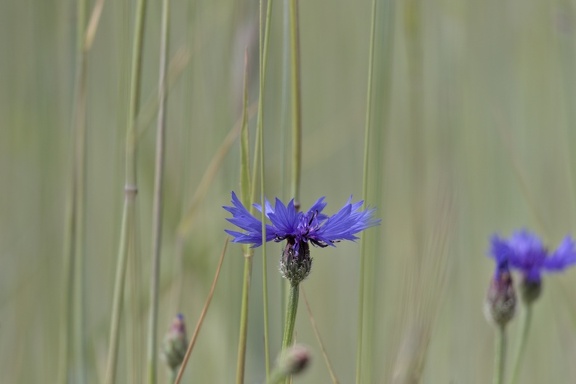 Cornflower