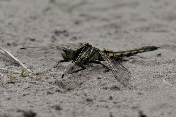 Black-tailed Skimmer