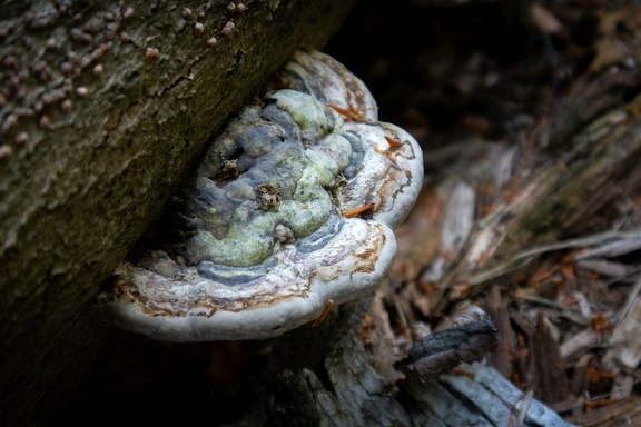 Fomes fomentarius at Noord Houdringe