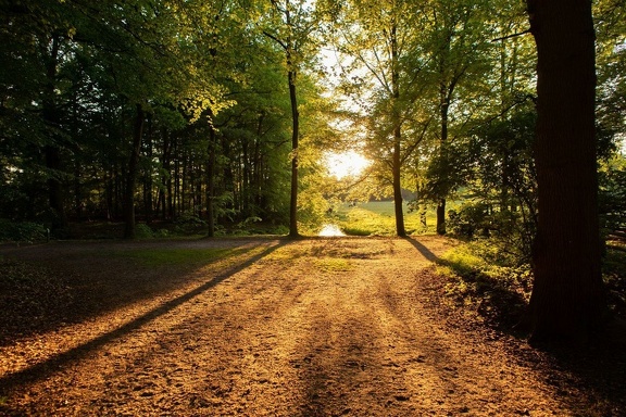 Late Afternoon at Noord Houdringe