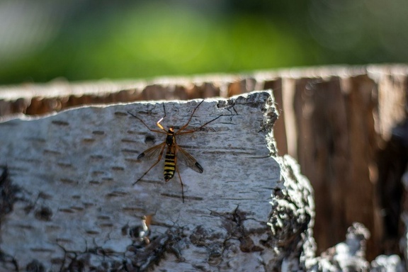 Ctenophora ornata in Bilthoven