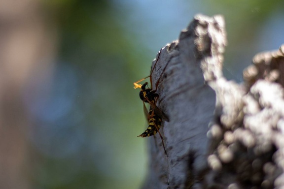 Ctenophora ornata in Bilthoven